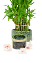 Load image into Gallery viewer, Japanese Cherry Blossom