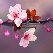 Load image into Gallery viewer, Japanese Cherry Blossom
